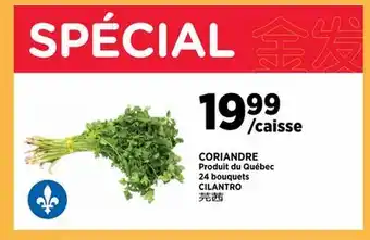 Kim Phat CILANTRO offer
