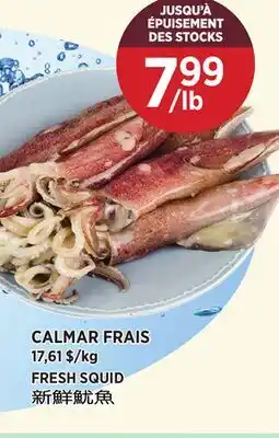 Kim Phat FRESH SQUID offer