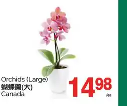 T&T Supermarket ORCHIDS (LARGE) offer