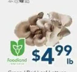 Oceans Fresh Food Market Local Oyster Mushroom offer