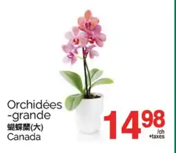 T&T Supermarket ORCHIDÉES-GRANDE offer