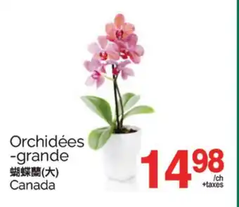 T&T Supermarket ORCHIDÉES-GRANDE offer