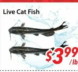 Bestco Food Mart Live Cat Fish offer
