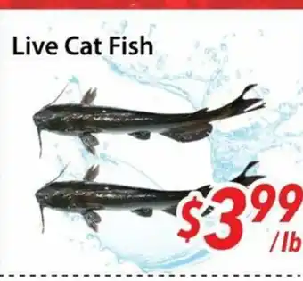 Bestco Food Mart Live Cat Fish offer