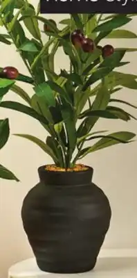Giant Tiger Olive tree or lemon tree: 16.9 tall offer