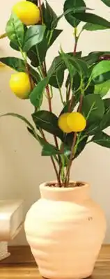 Giant Tiger Olive tree or lemon tree offer