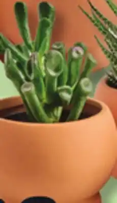 IGA CACTUS OR SUCCULENTE offer