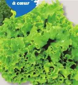 IGA GREEN LEAF LETTUCE offer