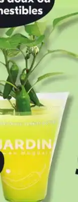 IGA MILD OR HOT PEPPER PLANT offer