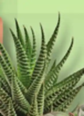 IGA LES INDISPENSABLES CACTUS OR SUCCULENTE offer