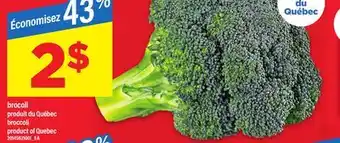 Maxi BROCOLI | BROCCOLI offer