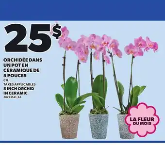 Provigo 5 INCH ORCHID IN CERAMIC offer