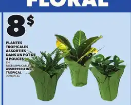 Provigo ASSORTED 4 INCH TROPICAL offer