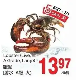 T&T Supermarket Lobster Live, A Grade, Large offer