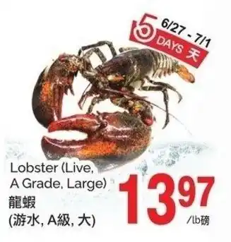 T&T Supermarket Lobster Live, A Grade, Large offer
