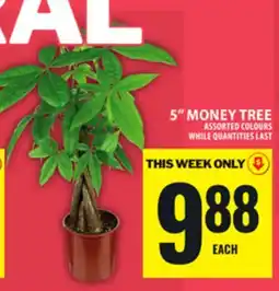Food Basics 5 MONEY TREE offer