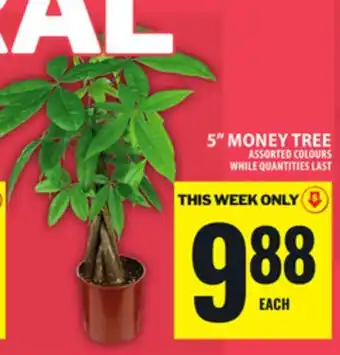 Food Basics 5 MONEY TREE offer