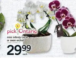 Fortinos MINI INFINITY CIRCLE OR SWAN ORCHID offer