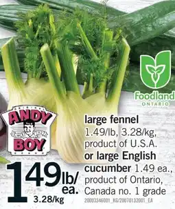 Fortinos LARGE FENNEL OR LARGE ENGLISH CUCUMBER offer