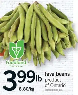 Fortinos FAVA BEANS offer