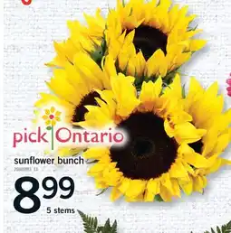 Fortinos SUNFLOWER BUNCH, 5 STEMS offer