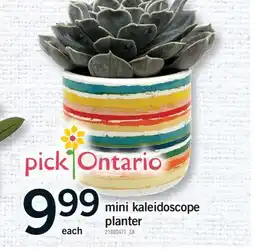 Fortinos MINI KALEIDOSCOPE PLANTER offer
