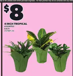Loblaws 4 INCH TROPICAL offer