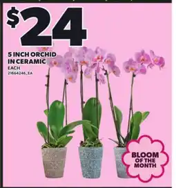 Loblaws 5 INCH ORCHID IN CERAMIC offer