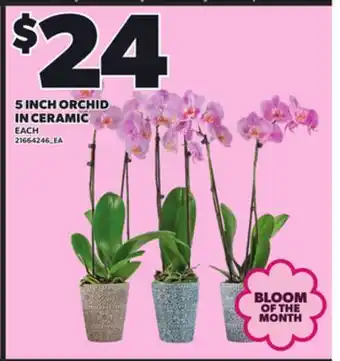 Loblaws 5 INCH ORCHID IN CERAMIC offer