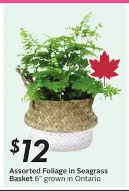 Sobeys Assorted Foliage in Seagrass Basket offer