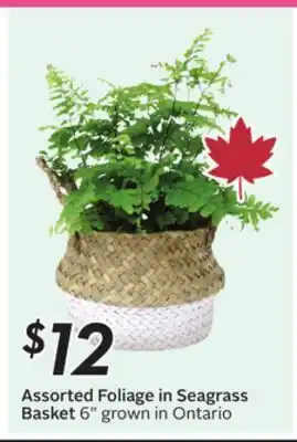 Sobeys Assorted Foliage in Seagrass Basket offer