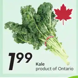 Sobeys Kale offer