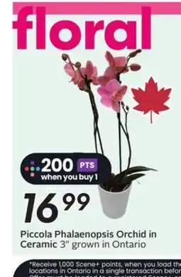 Sobeys Piccola Phalaenopsis Orchid in Ceramic offer