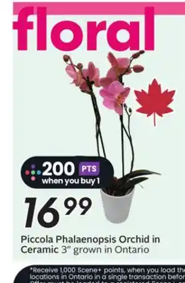 Sobeys Piccola Phalaenopsis Orchid in Ceramic offer