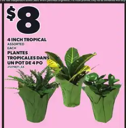 Independent Grocer 4 INCH TROPICAL, EACH offer