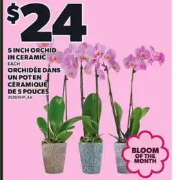 Independent Grocer 5 INCH ORCHID IN CERAMIC offer