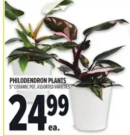 Metro PHILODENDRON PLANTS offer