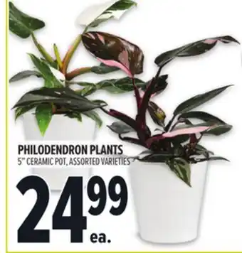 Metro PHILODENDRON PLANTS offer
