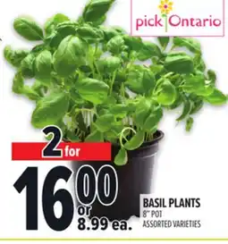 Metro BASIL PLANTS offer