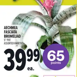 Metro AECHMEA FASCIATA BROMELIAD offer