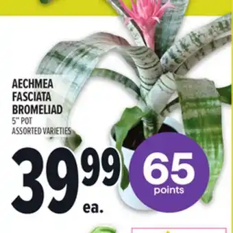 Metro AECHMEA FASCIATA BROMELIAD offer