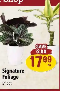 Farm Boy Signature Foliage offer