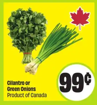 FreshCo Cilantro or Green Onions Product of Canada offer
