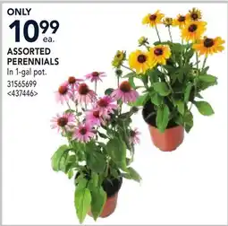 RONA ASSORTED PERENNIALS offer
