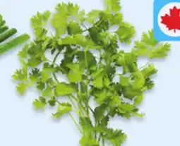 Walmart Cilantro offer