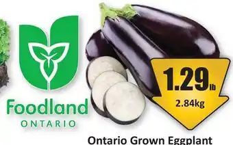 Starsky Ontario Grown Eggplant offer