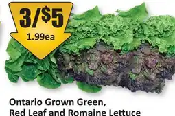 Starsky Ontario Grown Green, Red Leaf and Romaine Lettuce offer