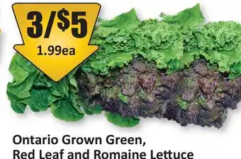 Starsky Ontario Grown Green, Red Leaf and Romaine Lettuce offer