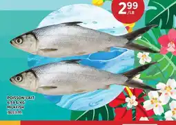 Kim Phat MILKFISH offer