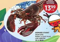 Kim Phat LIVE LOBSTER offer